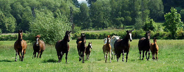 Die etwas frher geborenen Fohlen in den Emmerauen - Trakehner Gestt Hmelschenburg - Foto: Beate Langels