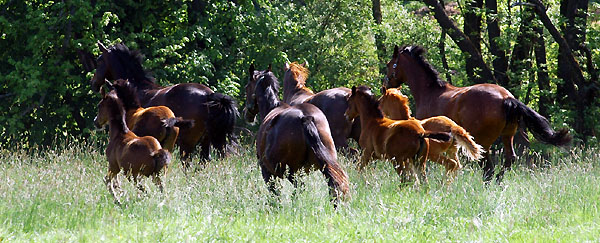  im Trakehner Gestt Hmelschenburg - Foto: Beate Langels