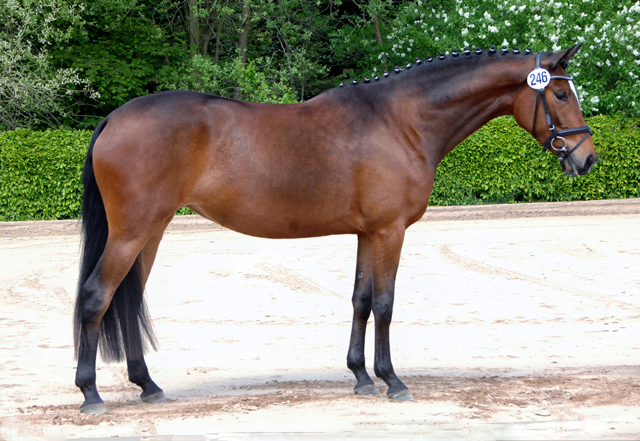 Katniss Everdeen von Saint Cyr u.d. Dejaniera v. Freudenfest Gest t Sch plitz - copyright Kiki Oellrich, Trakehner Gest t H melschenburg