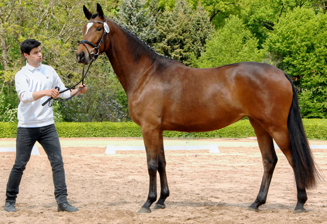 Katniss Everdeen von Saint Cyr u.d. Dejaniera v. Freudenfest Gest t Sch plitz - copyright Kiki Oellrich, Trakehner Gest t H melschenburg