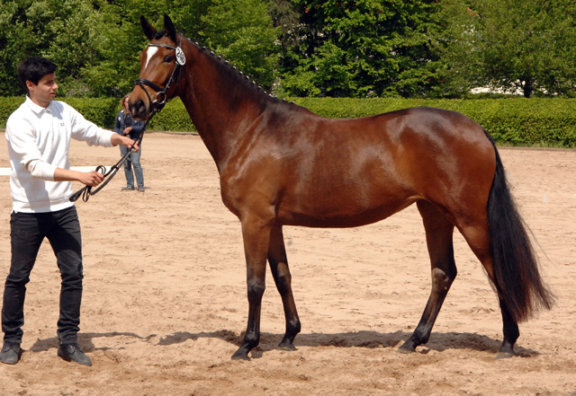 Katniss Everdeen von Saint Cyr u.d. Dejaniera v. Freudenfest Gest t Sch plitz - copyright Kiki Oellrich, Trakehner Gest t H melschenburg