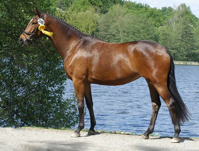 Daya Temi von Saint Cyr u.d. Dejaniera v. Freudenfest Gest t Sch plitz - copyright Beate Langels, Trakehner Gest t H melschenburg