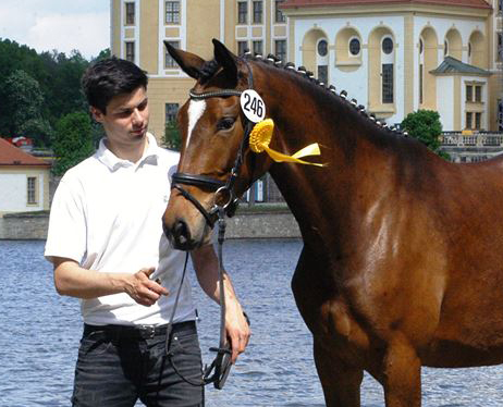 Katniss Everdeen von Saint Cyr u.d. Dejaniera v. Freudenfest Gest t Sch plitz - copyright Beate Langels, Trakehner Gest t H melschenburg