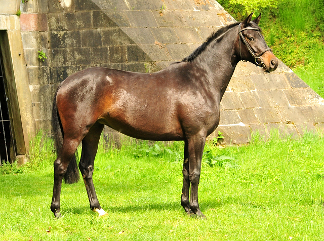 Kaisermelodie von Enrico Caruso im  Mai 2017 - Foto: Beate Langels -  Trakehner Gestt Hmelschenburg