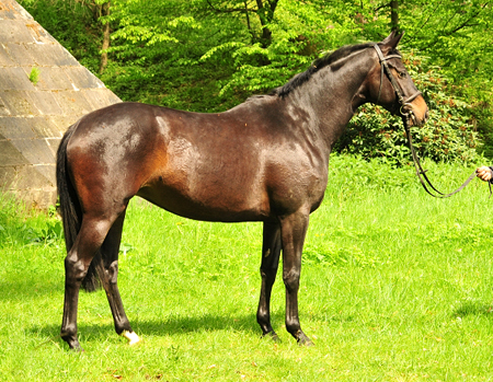 Kaisermelodie von Enrico Caruso im  Mai 2017 - Foto: Beate Langels -  Trakehner Gestt Hmelschenburg