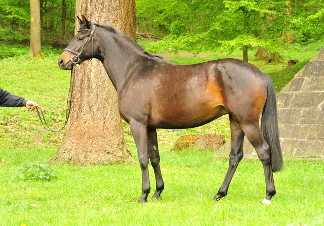 Kaisermelodie von Enrico Caruso im  Mai 2017 - Foto: Beate Langels -  Trakehner Gestt Hmelschenburg