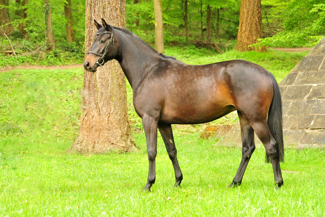 Kaisermelodie von Enrico Caruso im  Mai 2017 - Foto: Beate Langels -  Trakehner Gestt Hmelschenburg