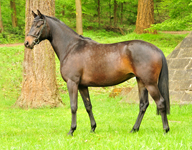 Die Hmelschenburger Stuten und Fohlen im Mai 2017 - Trakehner Gestt Hmelschenburg - Foto: Beate Langels