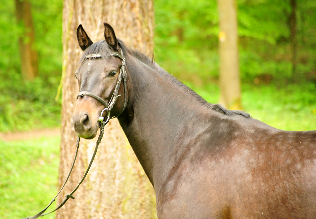 Kaisermelodie von Enrico Caruso im  Mai 2017 - Foto: Beate Langels -  Trakehner Gestt Hmelschenburg