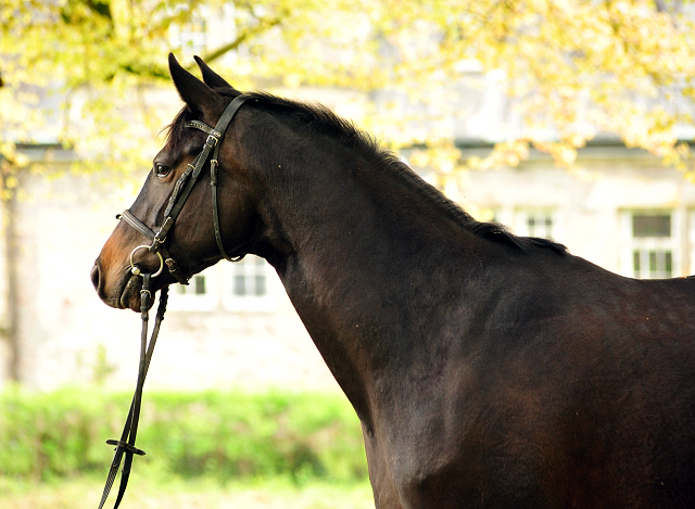 Kaisermelodie von Enrico Caruso im  Mai 2017 - Foto: Beate Langels -  Trakehner Gestt Hmelschenburg