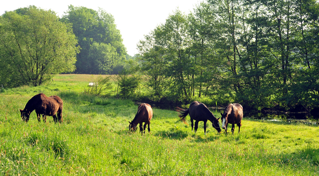 Die Stuten und Fohlen - Foto Beate Langels - Trakehner Gestt Hmelschenburg