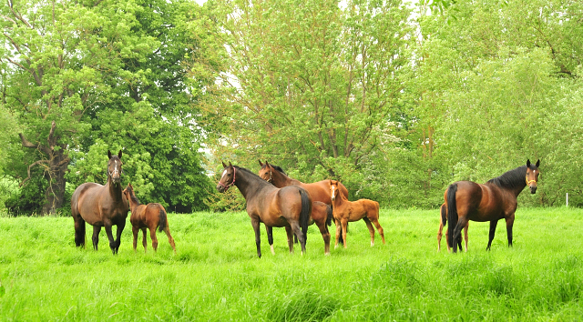 Die Stuten und Fohlen - Foto Beate Langels - Trakehner Gestt Hmelschenburg