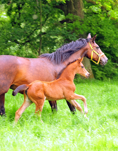 Die Stuten und Fohlen - Foto Beate Langels - Trakehner Gestt Hmelschenburg