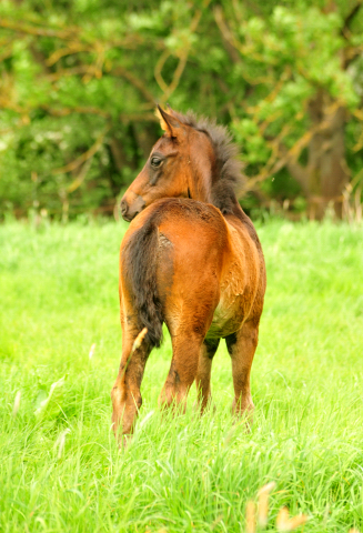 Die Stuten und Fohlen - Foto Beate Langels - Trakehner Gestt Hmelschenburg