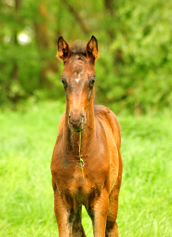 Die Stuten und Fohlen - Foto Beate Langels - Trakehner Gestt Hmelschenburg