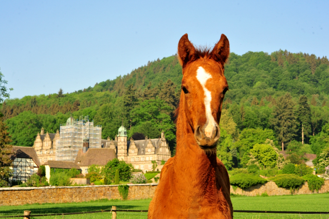 Die Stuten und Fohlen - Foto Beate Langels - Trakehner Gestt Hmelschenburg