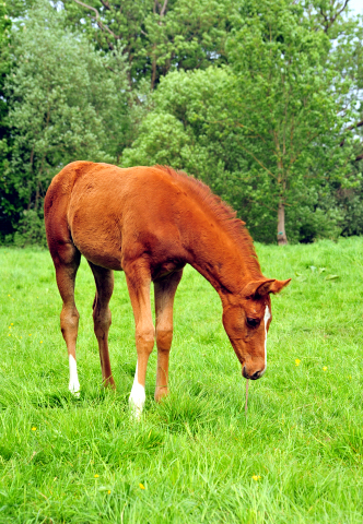 Die Stuten und Fohlen - Foto Beate Langels - Trakehner Gestt Hmelschenburg