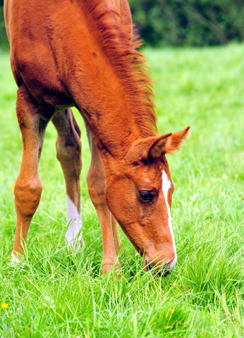 Die Stuten und Fohlen - Foto Beate Langels - Trakehner Gestt Hmelschenburg