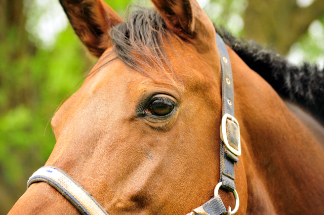 Giulietta - Foto Beate Langels - Trakehner Gestt Hmelschenburg