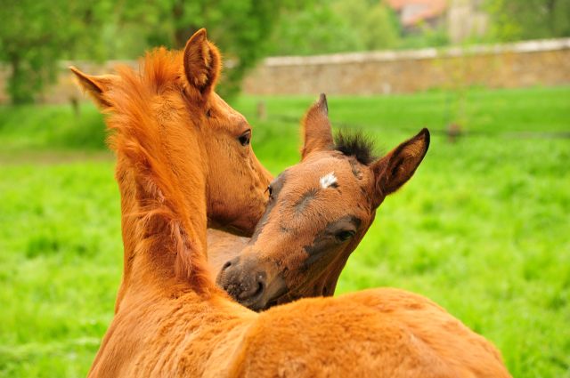 Glory Fire und Kaisersonne - Foto Beate Langels - Trakehner Gestt Hmelschenburg