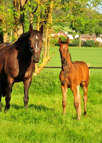 Die Stuten und Fohlen - Foto Beate Langels - Trakehner Gestt Hmelschenburg