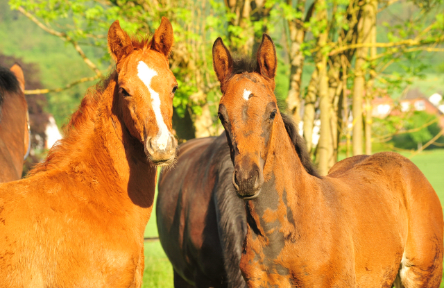 Die Stuten und Fohlen - Foto Beate Langels - Trakehner Gestt Hmelschenburg