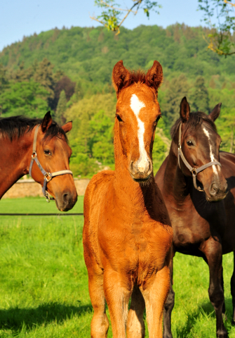 Die Stuten und Fohlen - Foto Beate Langels - Trakehner Gestt Hmelschenburg