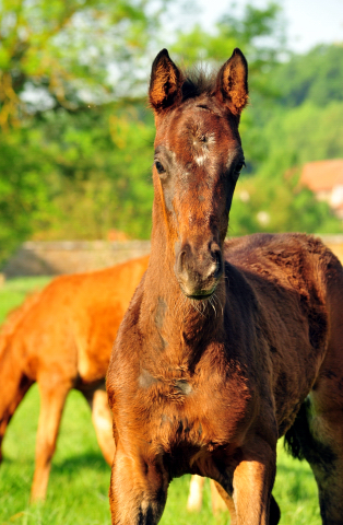 Die Stuten und Fohlen - Foto Beate Langels - Trakehner Gestt Hmelschenburg