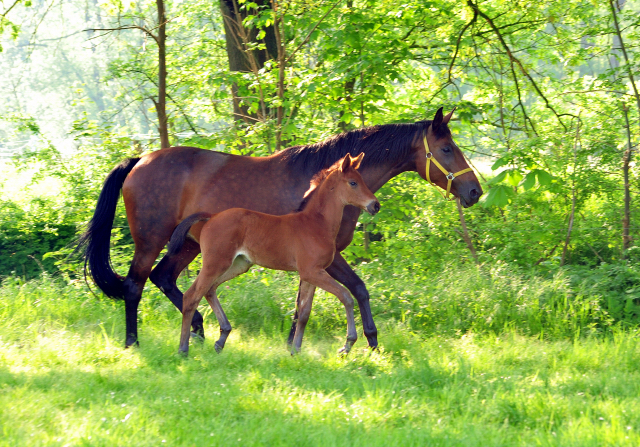 Die Stuten und Fohlen - Foto Beate Langels - Trakehner Gestt Hmelschenburg