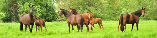 Mai - Impressionen - Trakehner Gestt Hmelschenburg 2018 - Foto: Beate Langels