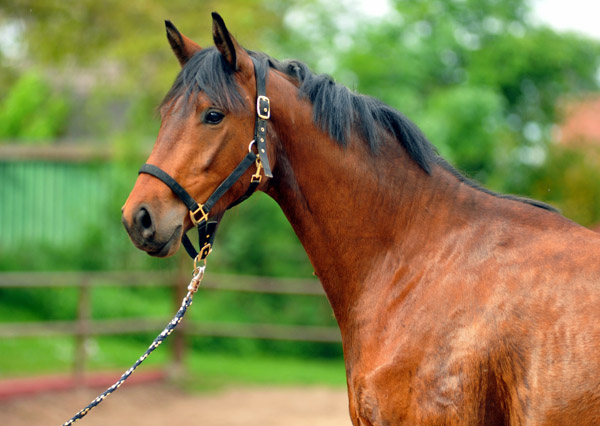 dreijhriger Trakehner Wallach von Freudenfest u.d. Elitestute Agatha Christy v. Showmaster - Foto Beate Langels
