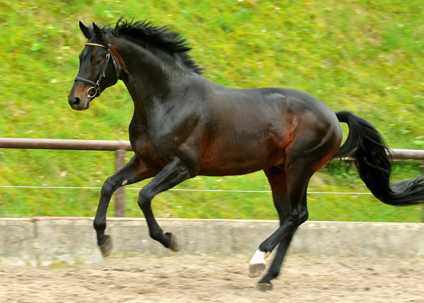 Oliver Twist v. Monteverdi - Sixtus - Consul (Foto: Beate Langels) - Trakehner Gestt Hmelschenburg