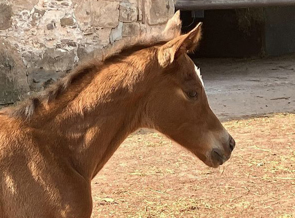  - Trakehner Gestt Hmelschenburg - 
Foto: Beate Langels