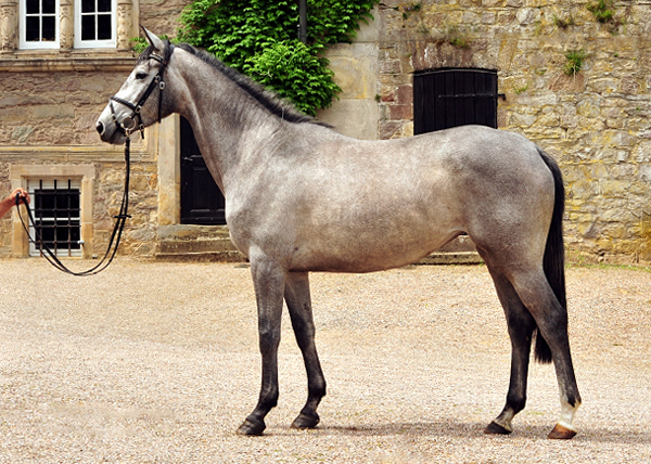 Trakehner Stute Tea Cup von Exclusiv u.d. Teatime v. Summertime - Foto: Beate Langels - Trakehner Gestt Hmelschenburg