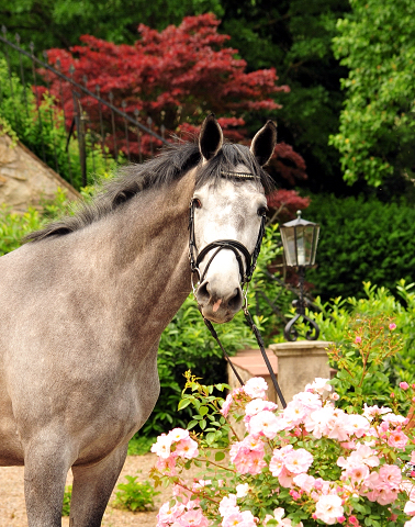 Trakehner Stute Tea Cup von Exclusiv u.d. Teatime v. Summertime - Foto: Beate Langels - Trakehner Gestt Hmelschenburg