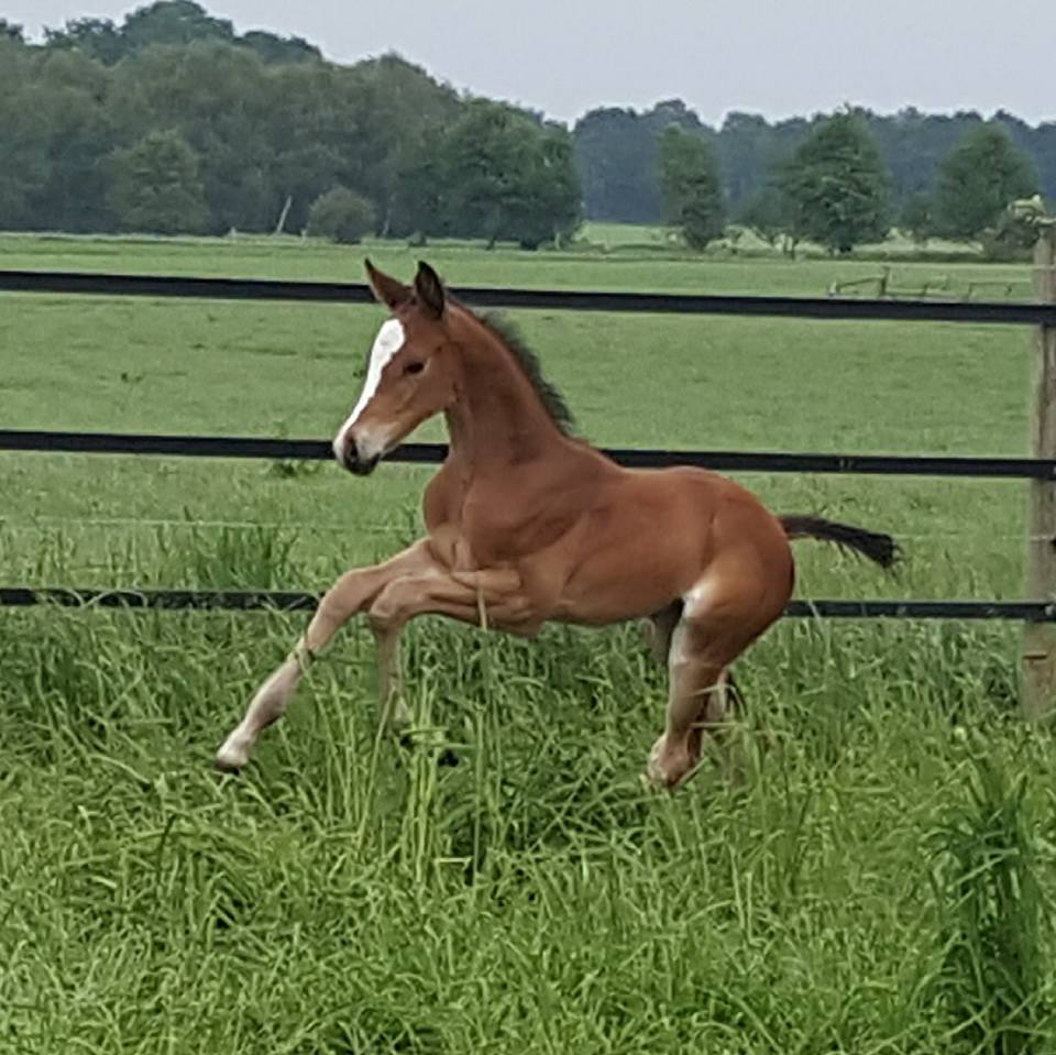 Trakehner Stutfohlen von High Motion, Foto: Bhn