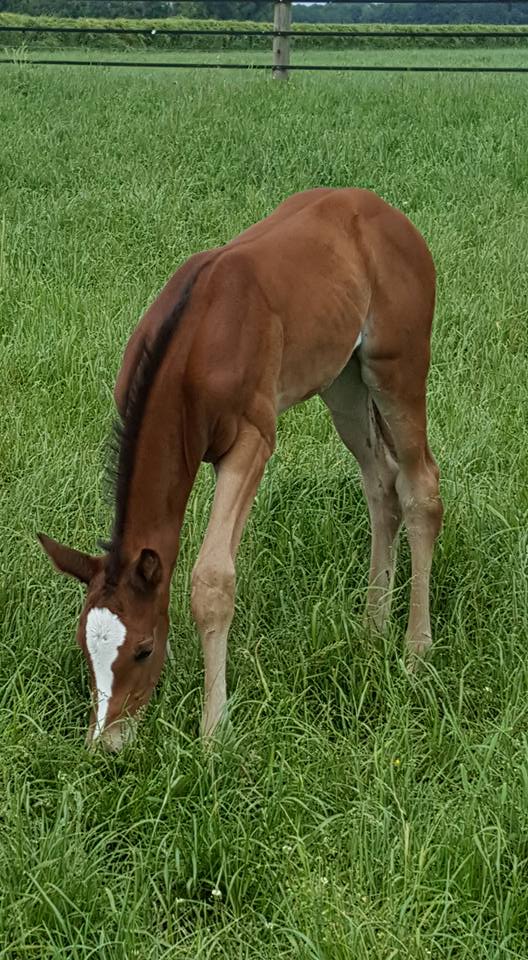 Trakehner Stutfohlen von High Motion, Foto: Bhn