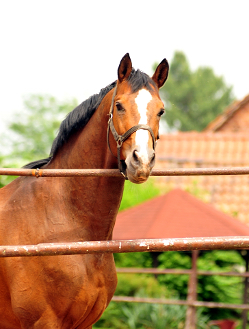 Trakehner Hengst Freudenfest v. Tolstoi x Amadeus - Foto: Beate Langels - Trakehner Gestt Hmelschenburg