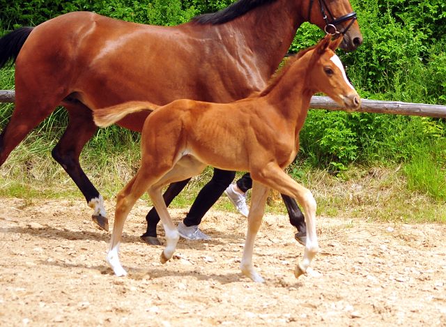 Trakehner Hengstfohlen von High Motion u.d. Perinola v. Axis, Foto: Beate Langels