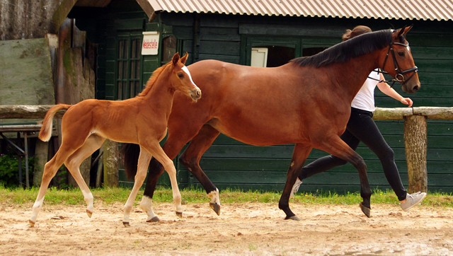 Trakehner Hengstfohlen von High Motion u.d. Perinola v. Axis, Foto: Beate Langels