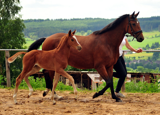 Trakehner Hengstfohlen von High Motion u.d. Perinola v. Axis, Foto: Beate Langels