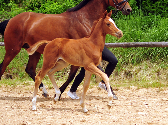 Trakehner Hengstfohlen von High Motion u.d. Perinola v. Axis, Foto: Beate Langels