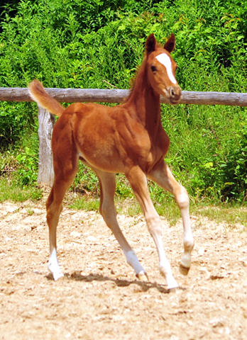 Trakehner Hengstfohlen von High Motion u.d. Perinola v. Axis, Foto: Beate Langels