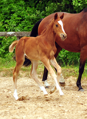 Trakehner Hengstfohlen von High Motion u.d. Perinola v. Axis, Foto: Beate Langels