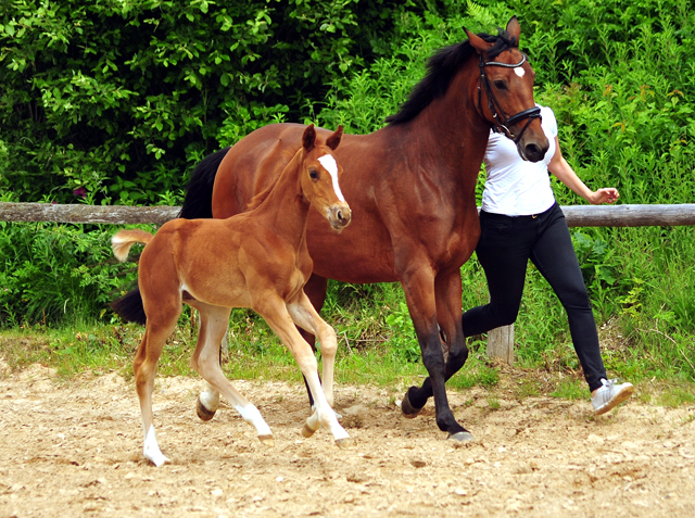 Trakehner Hengstfohlen von High Motion u.d. Perinola v. Axis, Foto: Beate Langels