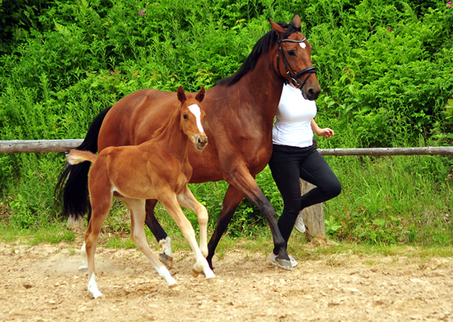 Trakehner Hengstfohlen von High Motion u.d. Perinola v. Axis, Foto: Beate Langels