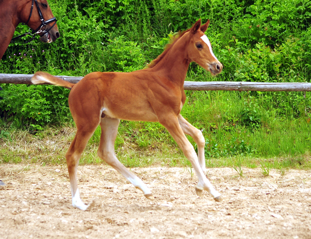 Trakehner Hengstfohlen von High Motion u.d. Perinola v. Axis, Foto: Beate Langels