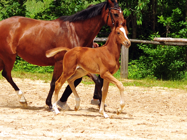 Trakehner Hengstfohlen von High Motion u.d. Perinola v. Axis, Foto: Beate Langels