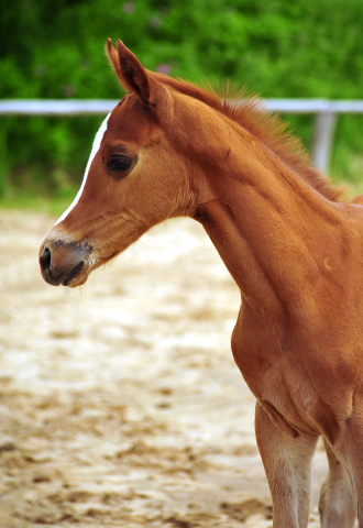 Trakehner Hengstfohlen von High Motion u.d. Perinola v. Axis, Foto: Beate Langels