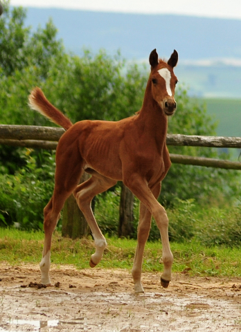 Trakehner Hengstfohlen von High Motion u.d. Perinola v. Axis, Foto: Beate Langels